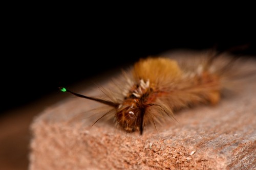 Vapourer moth caterpillar being measured with the laser Doppler vibrometer.